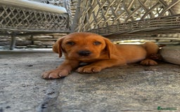 Labrador Retriever dogs for sale: FULLY HEALTH TESTED FOX RED AND BLACK LAB PUPS - Image 17