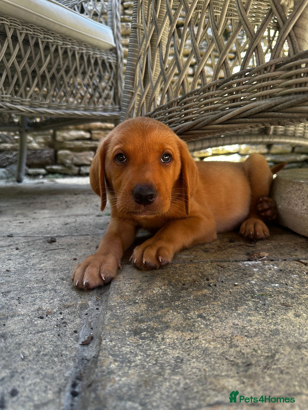 Labrador Retriever dogs for sale: FULLY HEALTH TESTED FOX RED AND BLACK LAB PUPS - Image 17