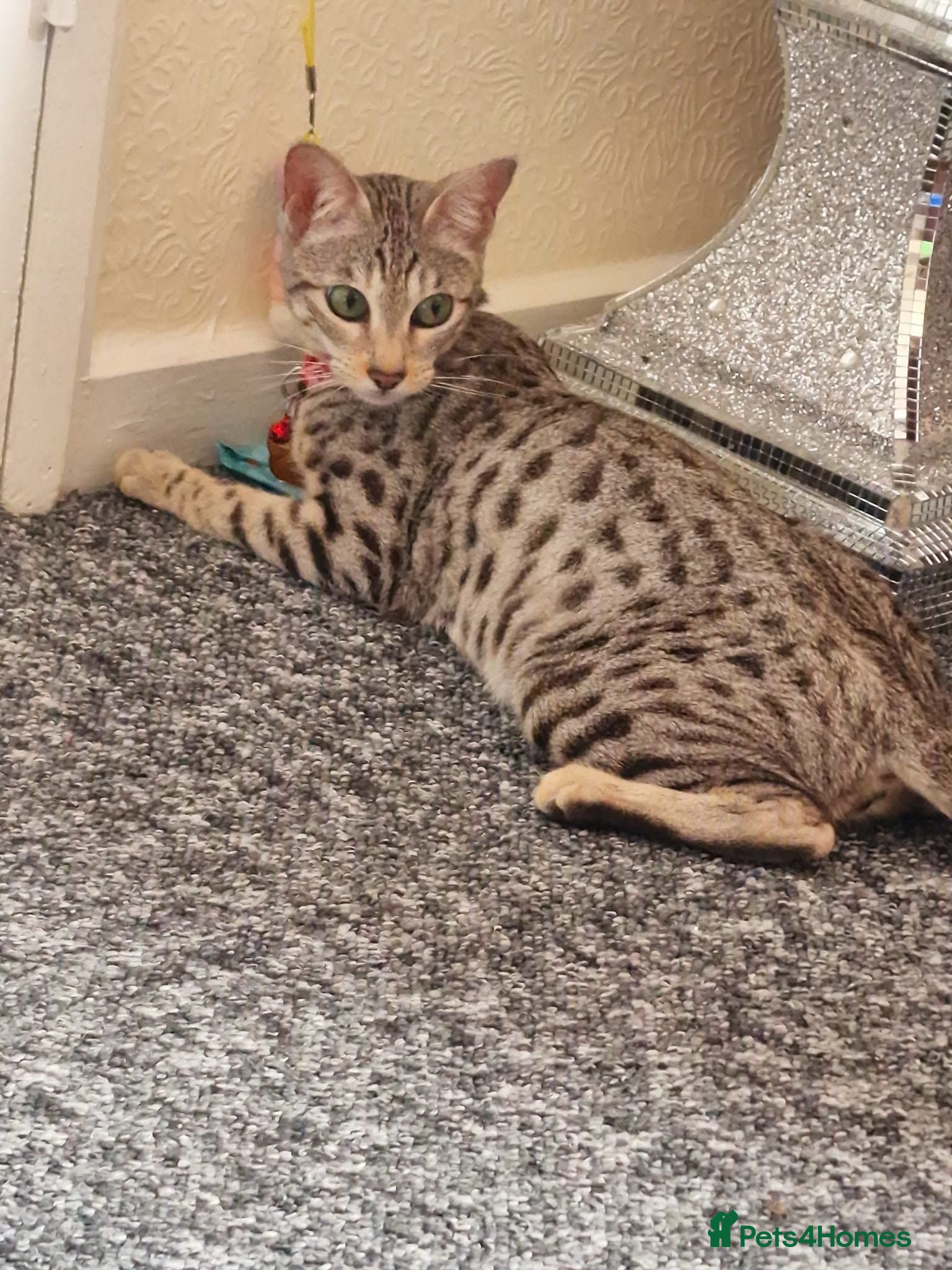 Savannah cats 3 beautiful females for sale  - Advert 3