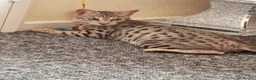 Savannah cats for sale: 3 beautiful females for sale  - Advert 1
