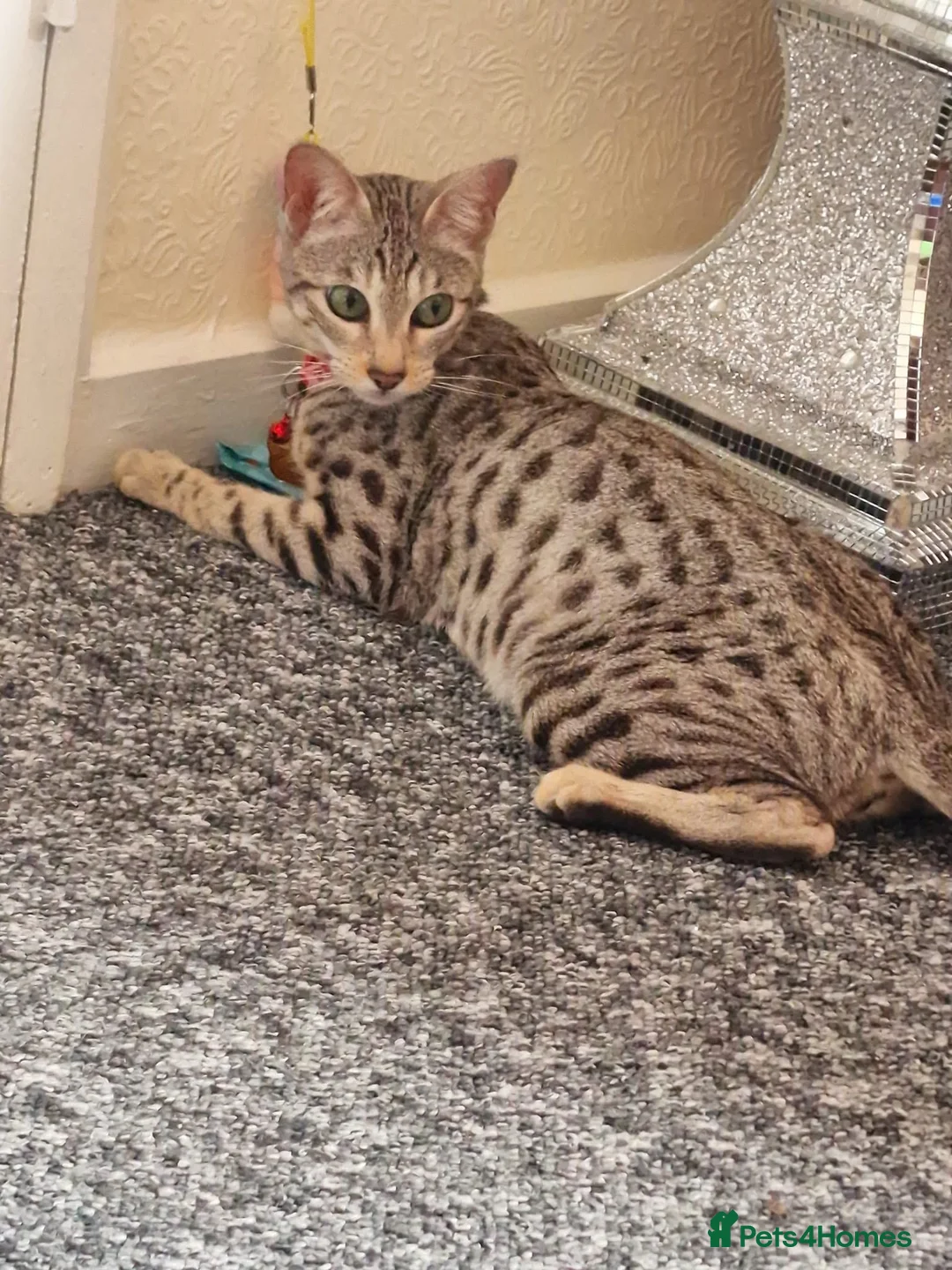 Savannah cats for sale: 3 beautiful females for sale  - Advert 1