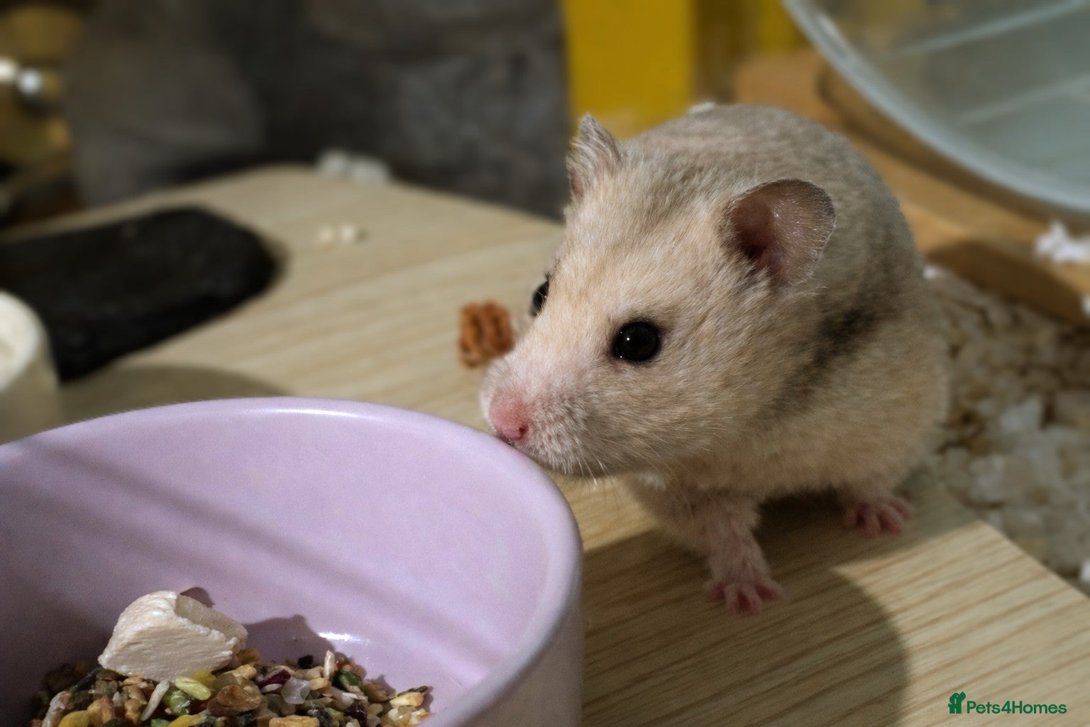 Hamster rodents Hundred Acre Hamster Rescue  - Advert 2