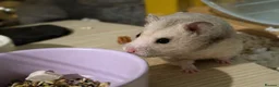 Hamster rodents for sale: Hundred Acre Hamster Rescue  - Advert 2