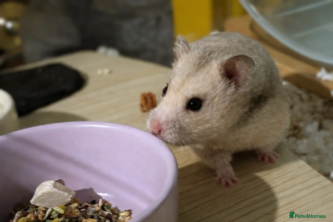 Hamster rodents for sale: Hundred Acre Hamster Rescue  - Advert 2