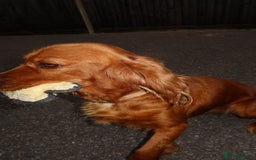 Cocker Spaniel dogs for sale: Our Lady needs a forever home.  - Image 4