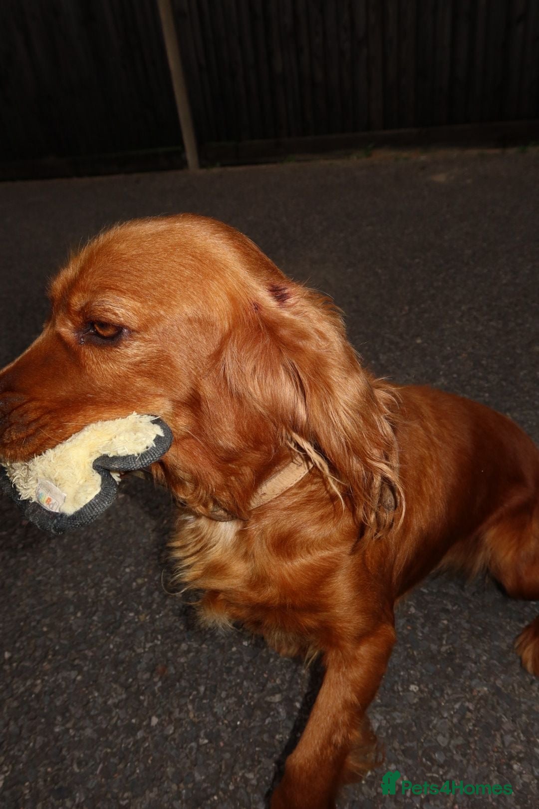 Cocker Spaniel dogs for sale: Our Lady needs a forever home.  - Image 4