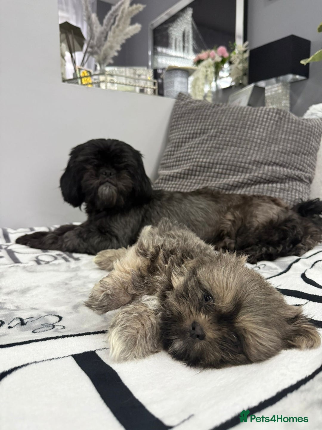 Shih Tzu dogs for sale: SHIT TZU grey puppy - Image 17
