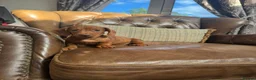 Miniature Dachshund dogs for sale: Miniature Dachshund Puppies - Advert 3
