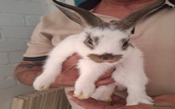 English Spot rabbits for sale: English spot x dwarf  - Image 2
