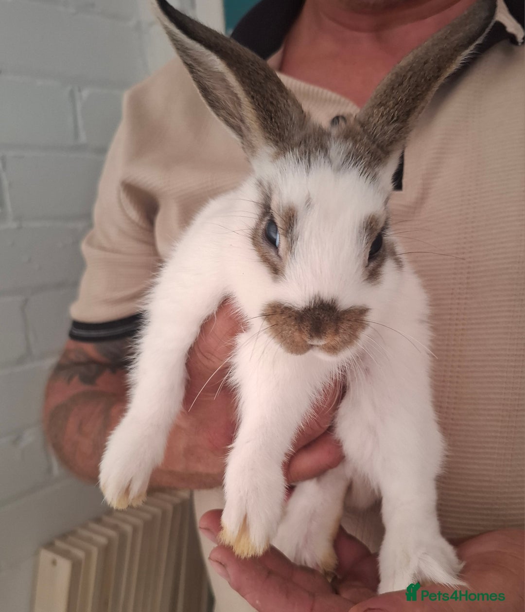 English Spot rabbits for sale: English spot x dwarf  - Image 2