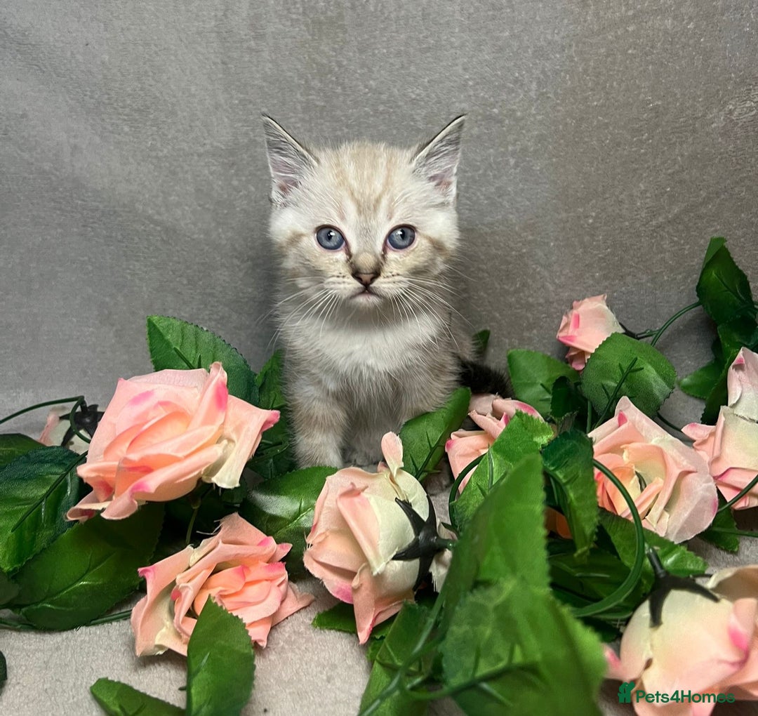 Mixed Breed cats for sale: 6 cute blue-eyed Ragdoll and BSH mix kittens  - Advert 26