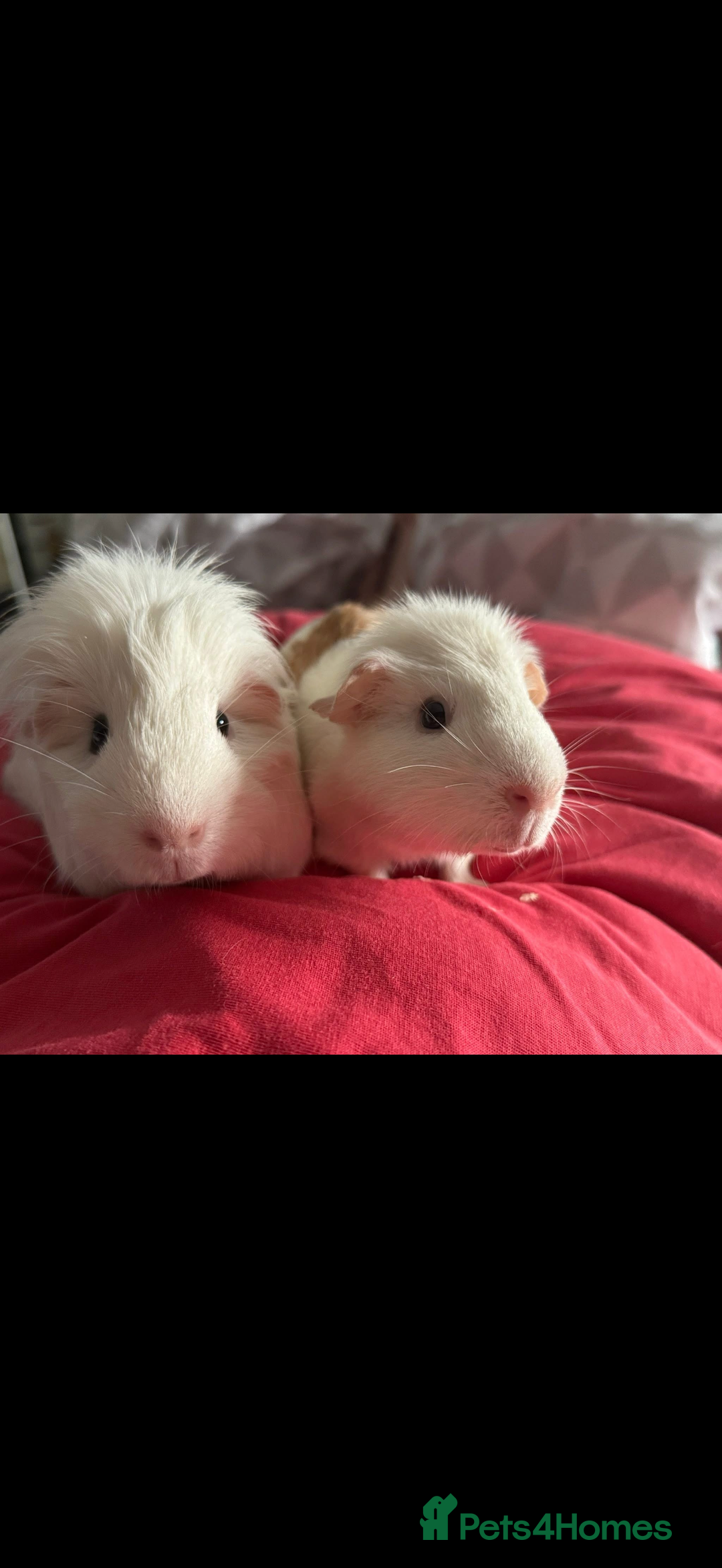 Guinea Pig rodents for sale: Adopting guineea pig - Image 5