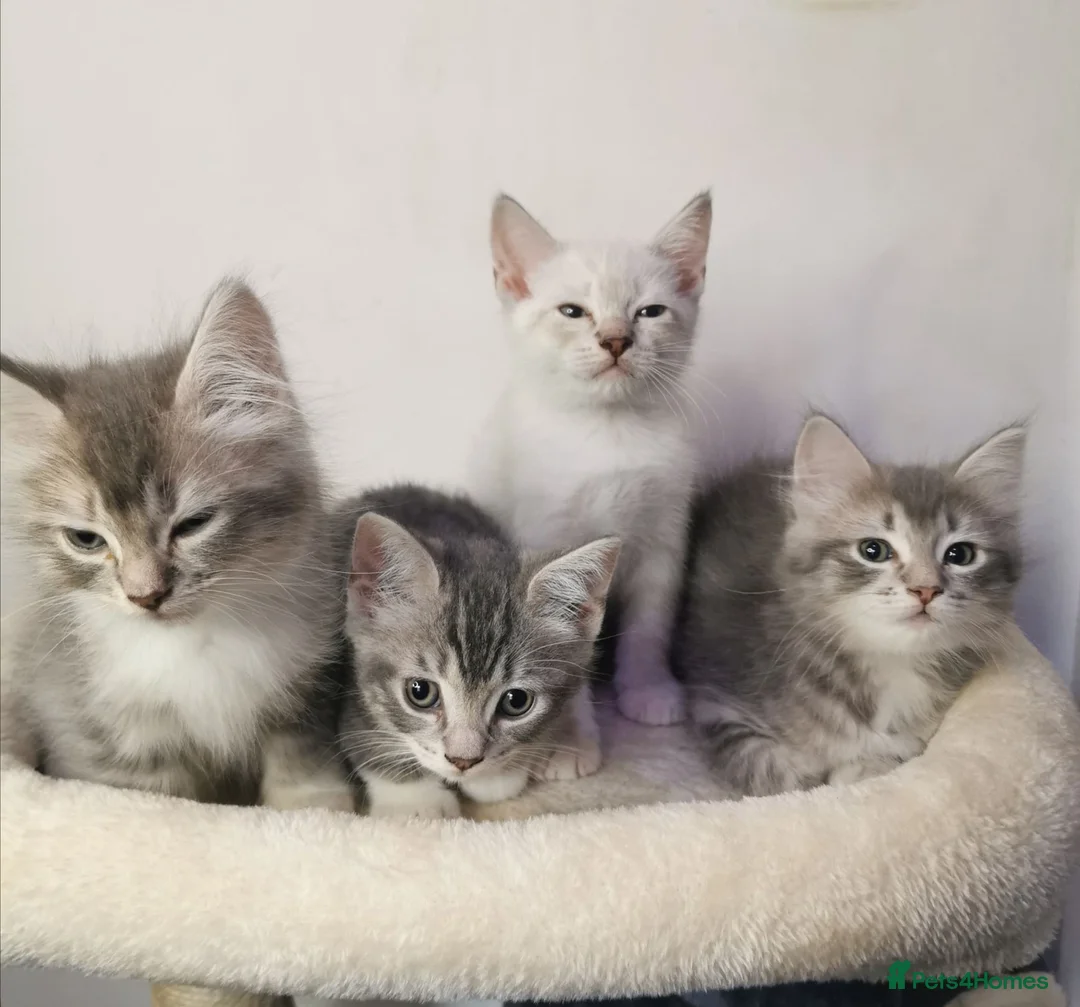 Ragdoll cats for sale: Gorgeous Ragdoll kittens - Advert 2