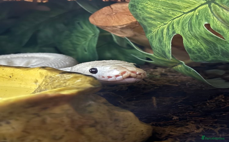 Python Snake reptiles - Advert 16