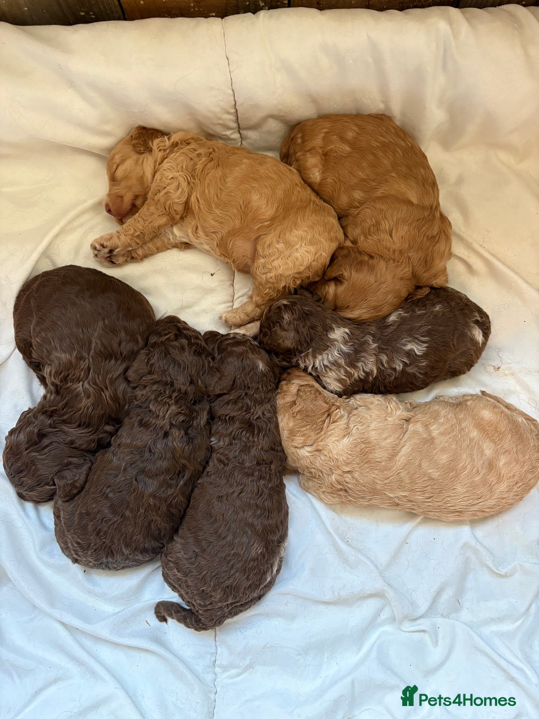 Cockapoo dogs for sale: F1b cockapoo puppies - Advert 8