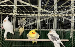 Cockatiels birds for sale: Various Cockatiels  - Advert 3