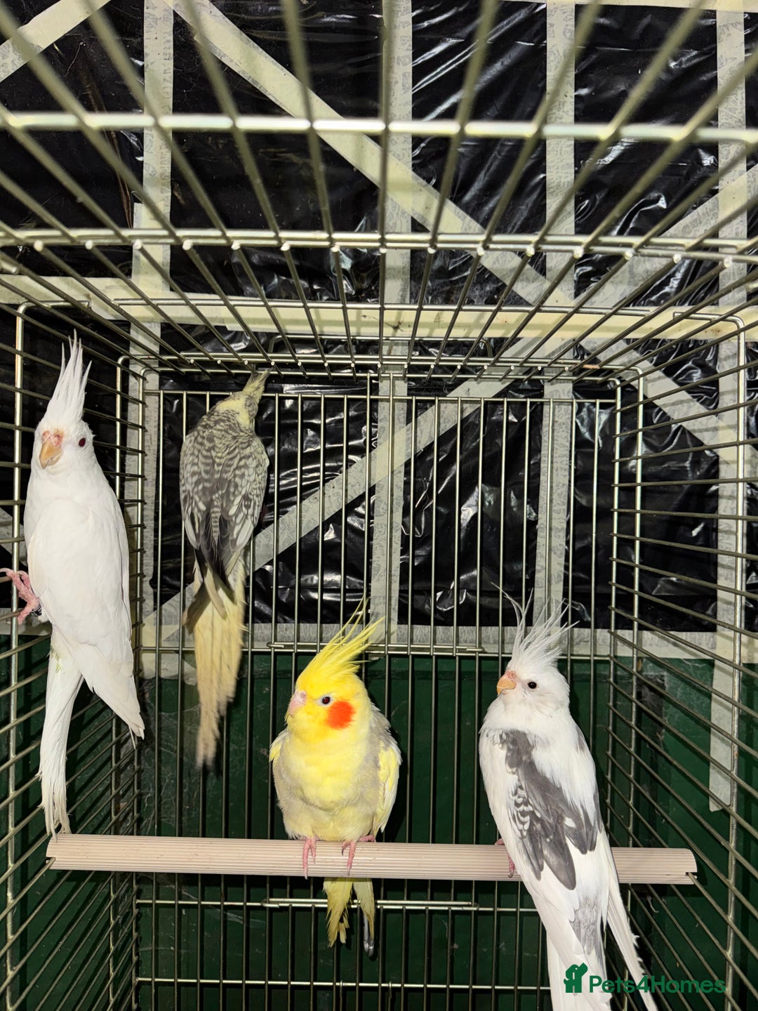 Cockatiels birds for sale: Various Cockatiels  - Advert 3