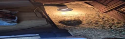 Tortoise reptiles for sale: Tortoise and full set up - Advert 3