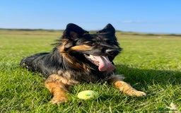 German Shepherd dogs for sale: 11 Beautiful German Shepherd Puppies 😍 - Image 14