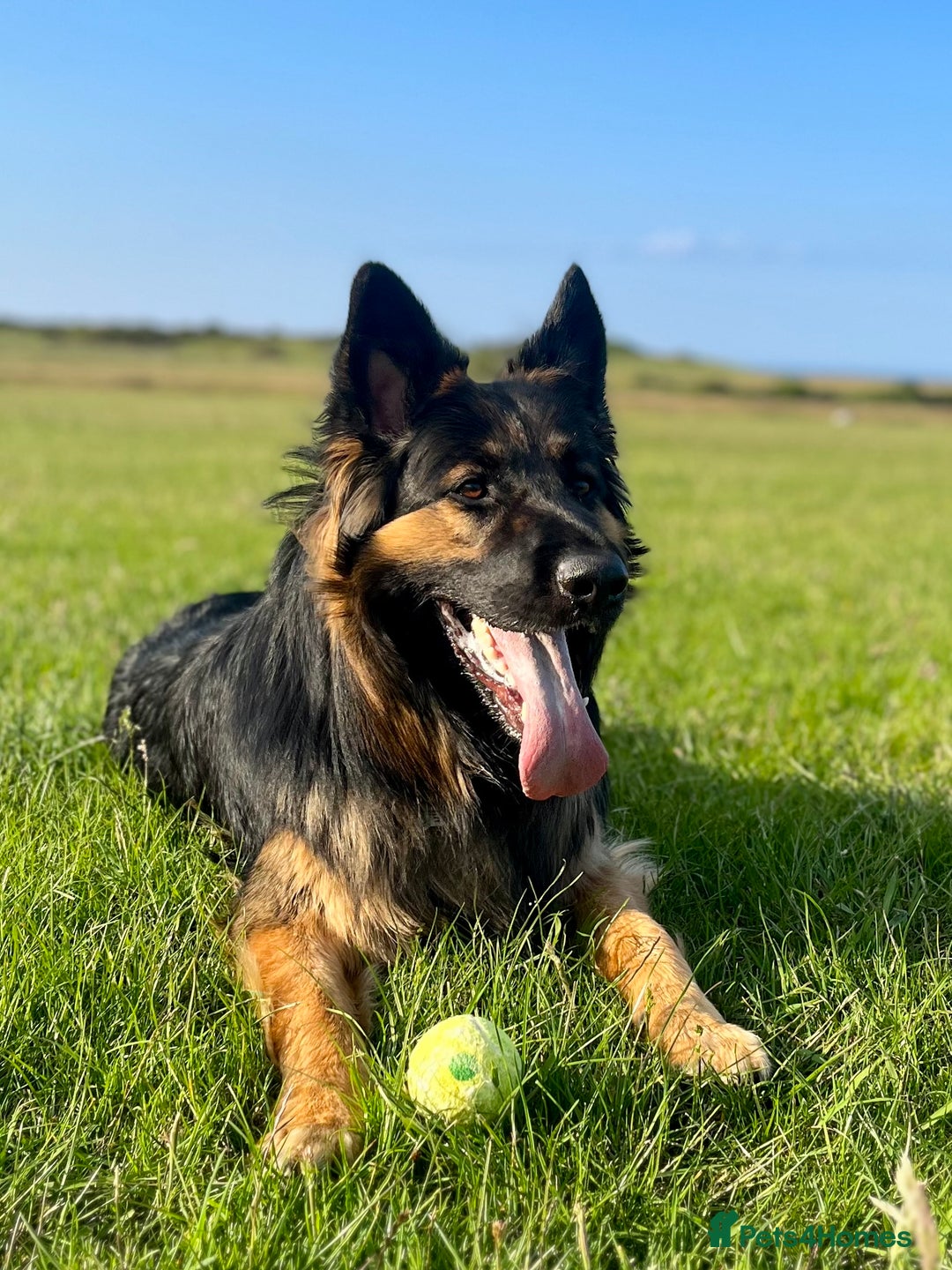 German Shepherd dogs for sale: 11 Beautiful German Shepherd Puppies 😍 - Image 14