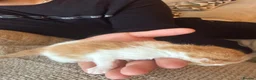 British Longhair cats for sale: Beautiful long haired kittens for sale - Advert 5