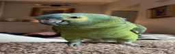 Parrots birds for sale: Male Amazon Parrot - Advert 1