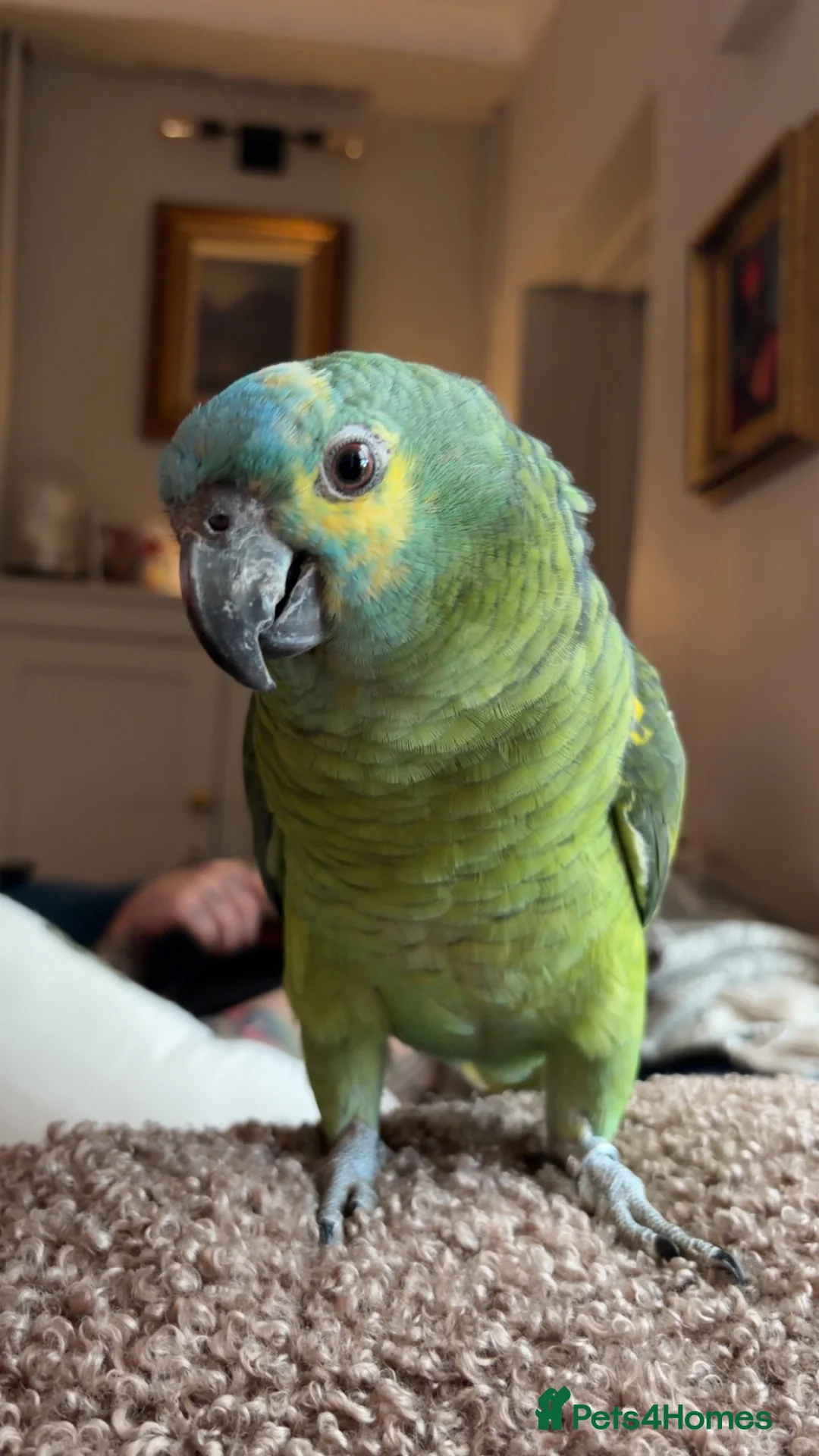 Parrots birds for sale: Male Amazon Parrot - Advert 1