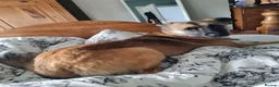 Mixed Breed dogs for adoption: Super sweet Suki in Bude - Advert 13