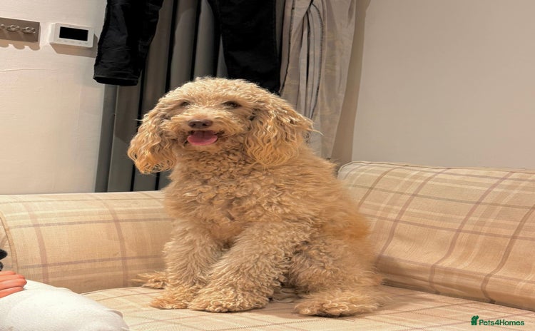 Mini Goldendoodle dogs - Advert 1