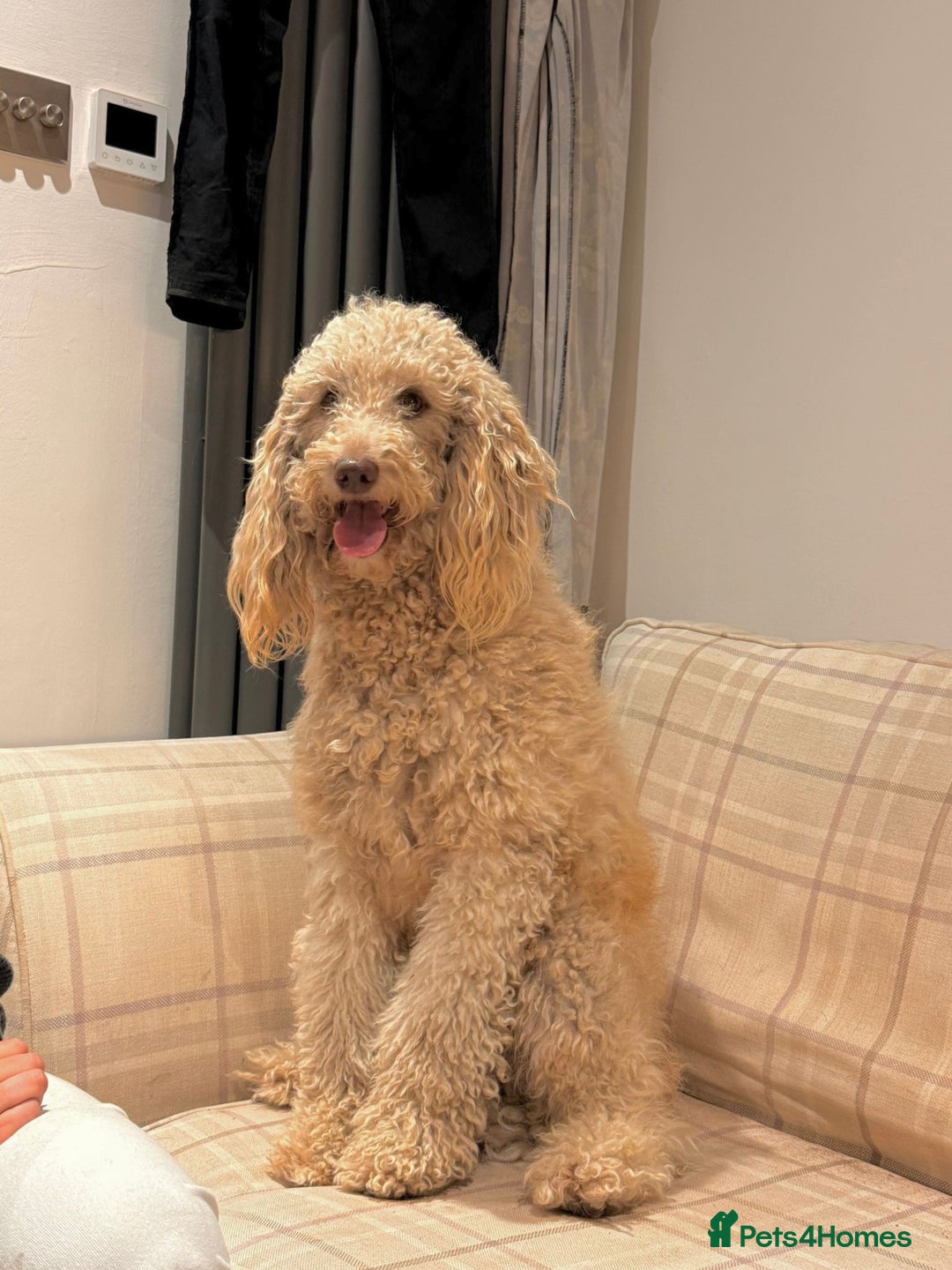 Mini Goldendoodle dogs for sale: Golden Doodle Two years old  - Image 1
