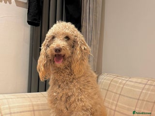Mini Goldendoodle dogs - Advert 3