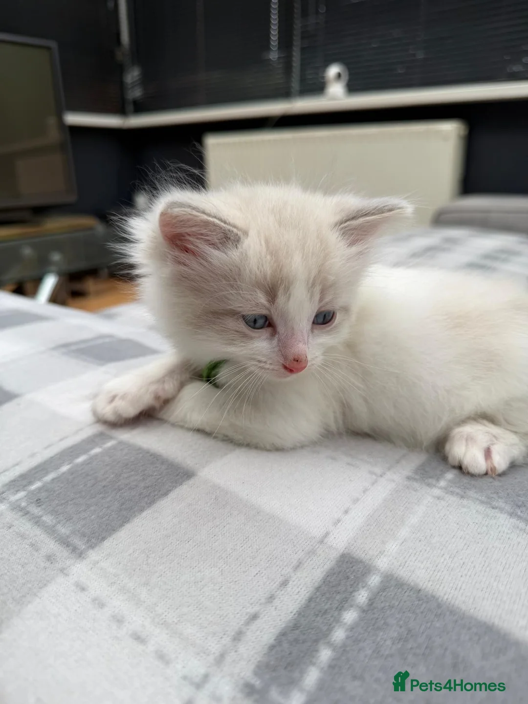 Ragdoll cats for sale: 2 beautiful playful ragdoll kittens  - Advert 6