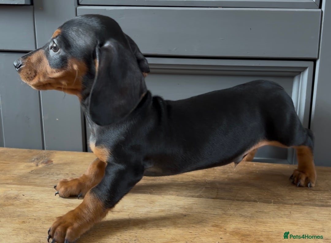 Dachshund dogs for sale: Ready Now, Male Black and Tan Dachshund  - Image 28