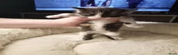 Mixed Breed cats for sale: 4 kittens beautiful fluffy playful  - Advert 18