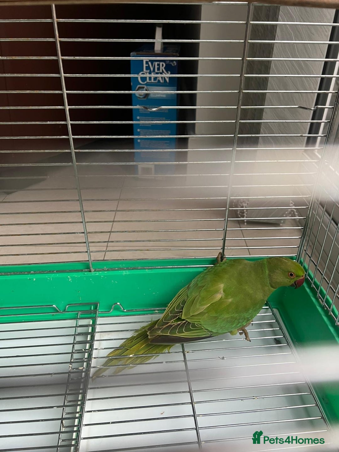 Parakeets birds for sale: Parakeet - Advert 1