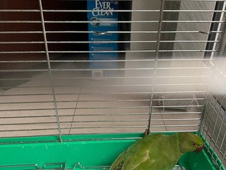 Parakeets birds Parakeet - Advert 1