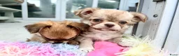 Chihuahua dogs for sale: KC LONG COAT CHIHUAHUAS - Advert 12