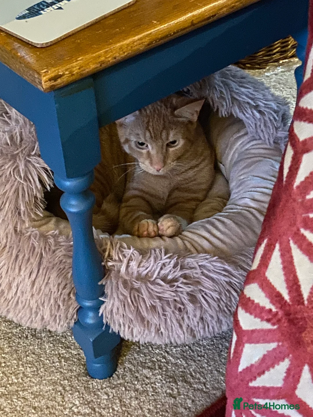 Domestic Shorthair cats for sale: Rehoming Billy in Stowmarket - Advert 5
