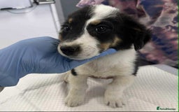 Mixed Breed dogs for adoption: 🥦Broccoli🥦 for adoption, coming into BUCKS - Image 1