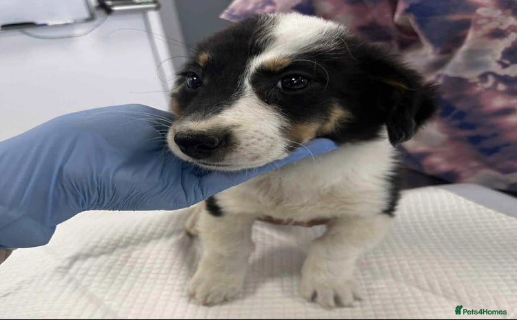 Mixed Breed dogs - Advert 1