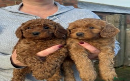 Labradoodle dogs for sale: Quality F1b miniature Lanradoodles - Image 1