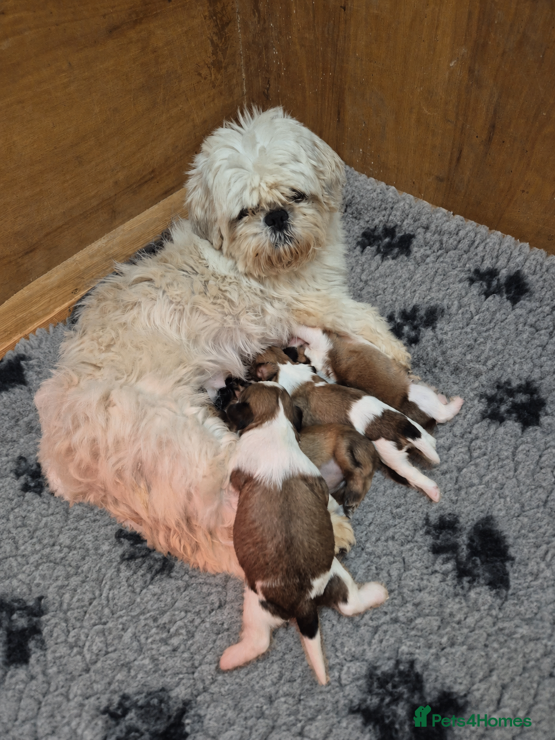 Shih Tzu dogs for sale: Shih Tzu Puppies - Advert 10