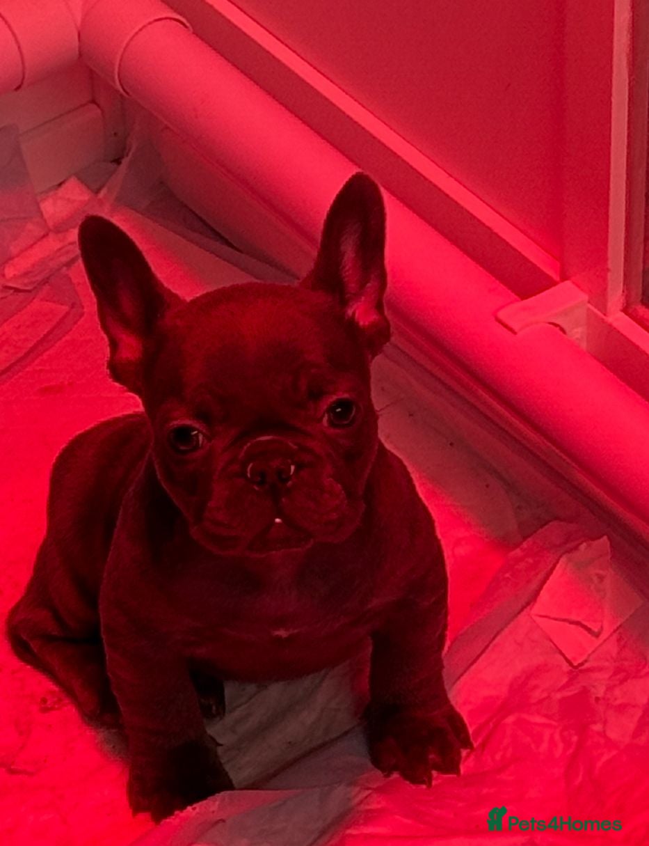 French Bulldog dogs 1 Beautiful Girl Frenchie - Advert 9