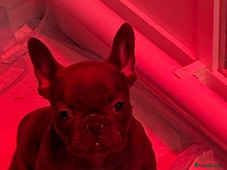 French Bulldog dogs 1 Beautiful Girl Frenchie - Advert 9