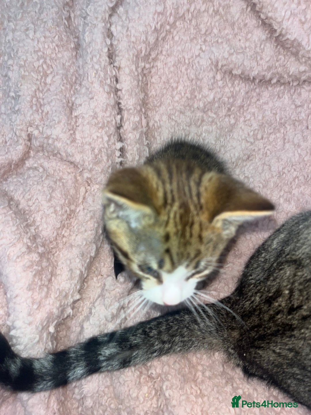 Mixed Breed cats for sale: Beautiful Half Bengal Boy Looking For His New home - Advert 6