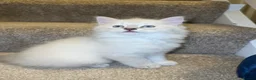 Ragdoll cats for sale: beautiful ragdoll babies for sale - Advert 2