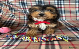 Cockapoo dogs for sale: Stunning F1 cockerpoo puppies - Image 7