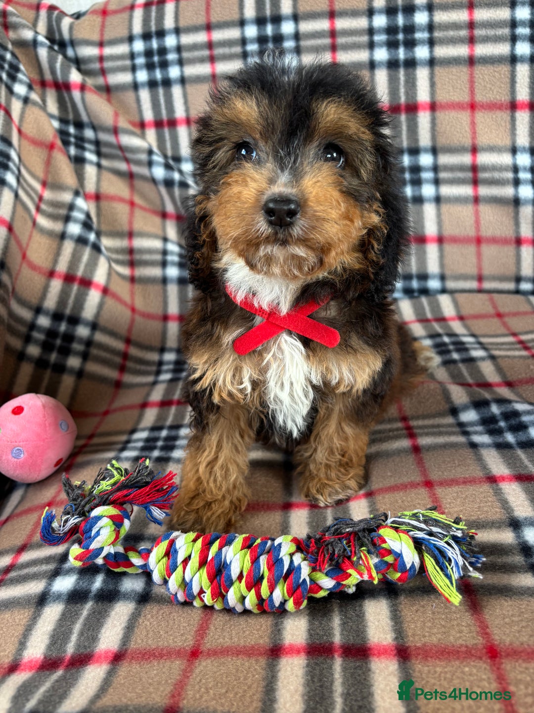 Cockapoo dogs for sale: Stunning F1 cockerpoo puppies - Image 7