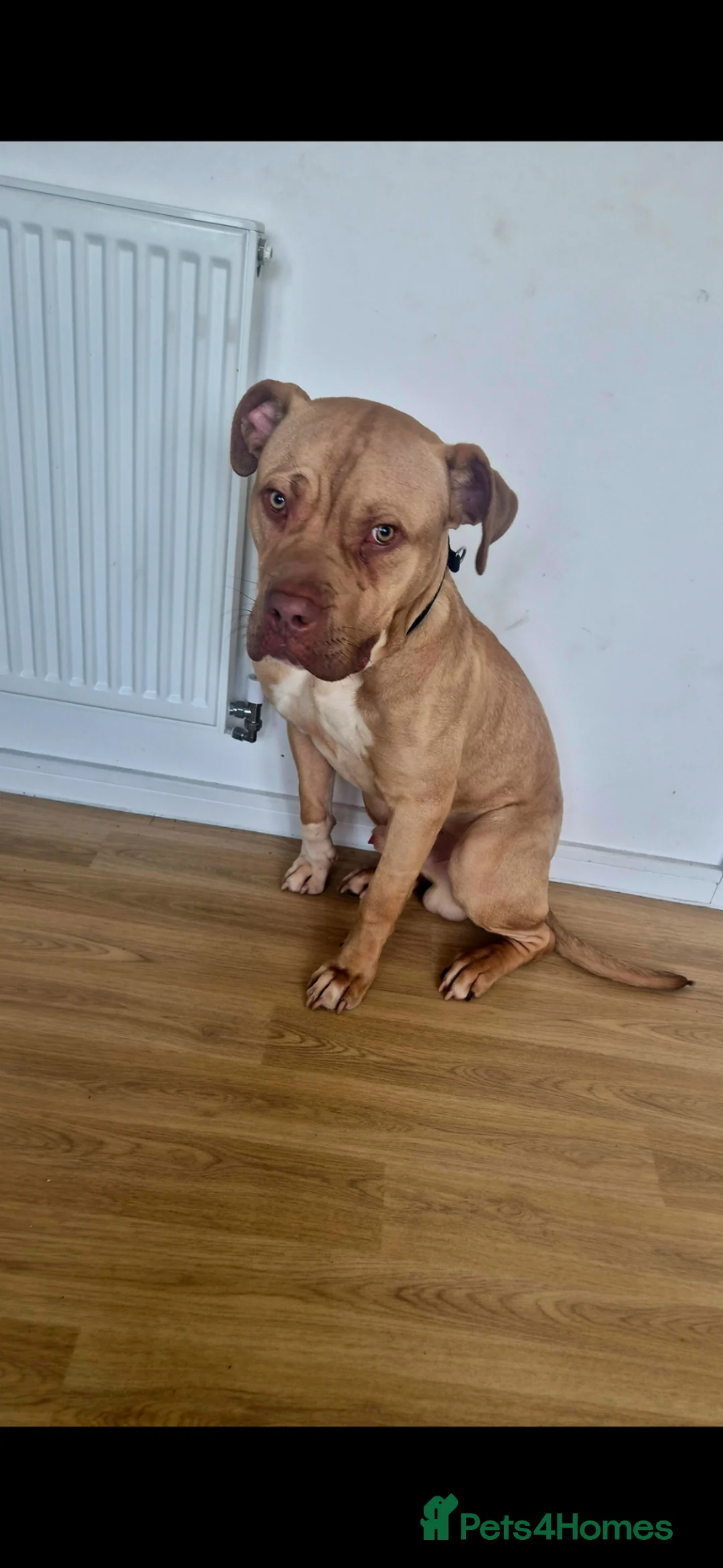 Mixed Breed dogs for sale: Konan in Dunstable - Advert 3