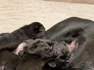 Labrador Retriever dogs Stunning Black Labrador Puppies-Ready 1st April - Advert 12